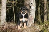 BERGER AUSTRALIEN PUPPIES 593